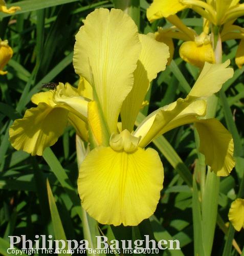 Philippa Baughen (6)